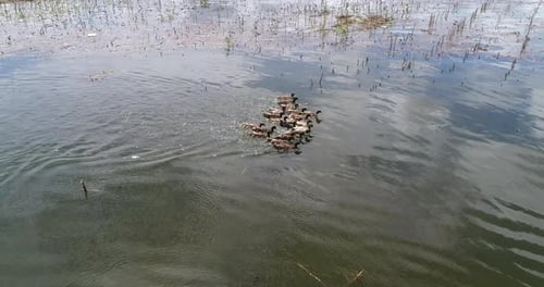 Ducks swim in the pond