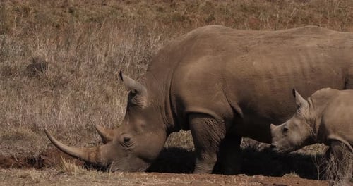 Weißes Nashorn, Ceratotherium simum, Mutter und Kalb, Nairobi Park in Kenia, Echtzeit 4K