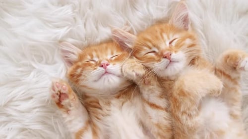 Two Adorable Kittens Sleeping Together on Fluffy Blanket