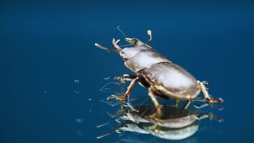 Stout Stag Beetle on Reflective Surface