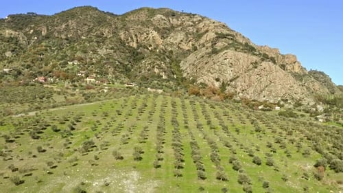 Luftaufnahme des Olivenfeldes