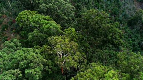 Green Trees in The Dense Forest 4k