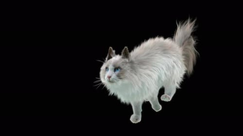 Realistic White Cat Running 3D Animation Alpha Channel