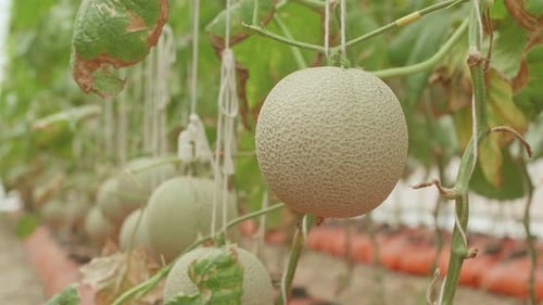 Melon dans la maison verte de Melon Farm