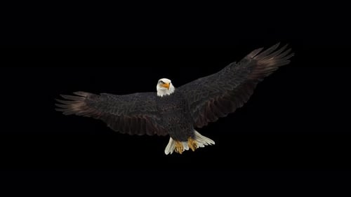 4K Eagle-Gleiten