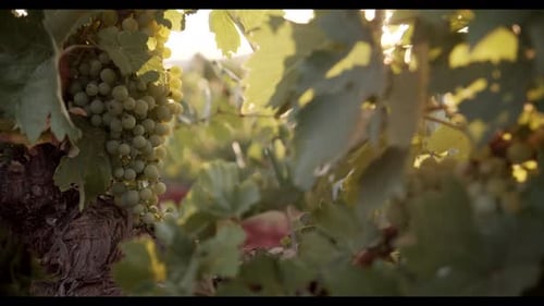 Juicy grapes hanging in green foliage in vineyard