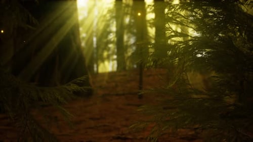 Firefly in Misty Forest with Fog