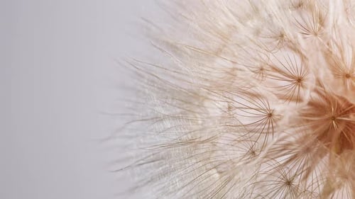 Löwenzahnkopf dreht sich auf weißem Hintergrund