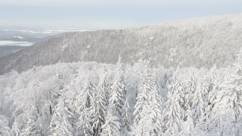 A Snowcovered Forest Winter Landscape in Mountains Top View