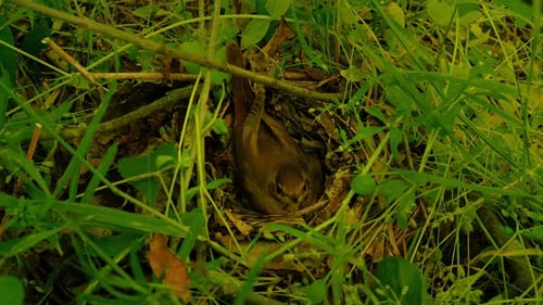Bird Nest and Eggs in the Forest Floor