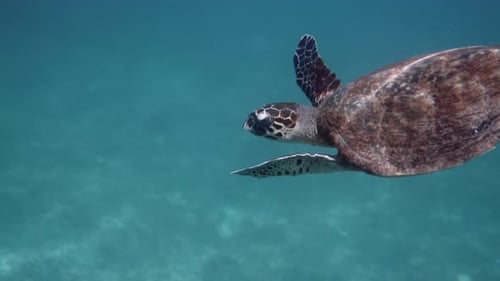 Hawksbill Sea Turtle Slowly Swimming in Blue Water Through Sunlight Try to Find Food on Coral Reef