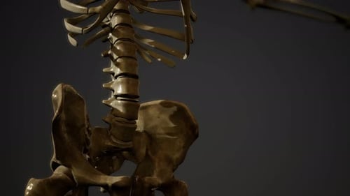 Bones of the Human Skeleton
