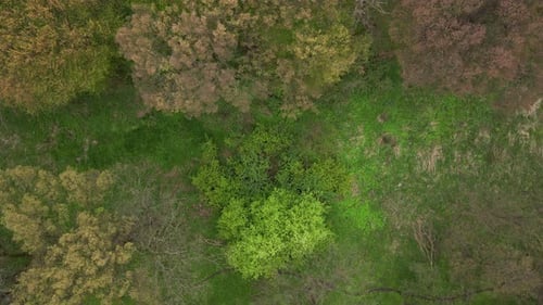 Luftaufnahme des Frühlingsgrünen Waldes Naturpanoramas