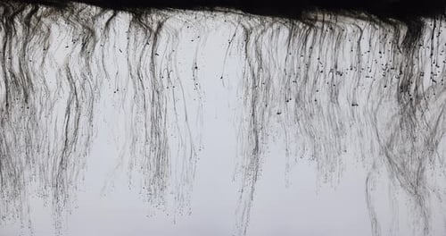 Black Ink Dissolving in a White Space