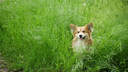 Tan Dog Sitting Alertly in Tall Green Grass