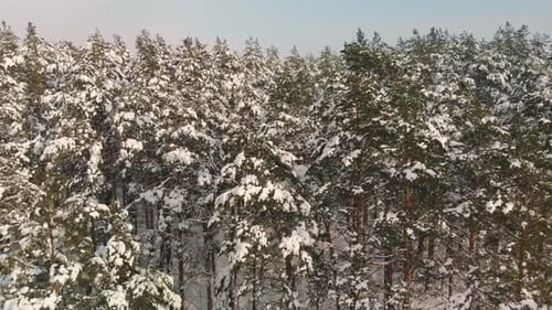 Floresta de coníferas de inverno