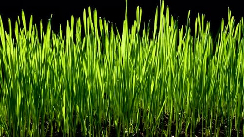 Green Wheat Sprouts
