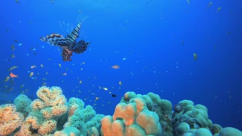 Coral Garden And Lion Fish