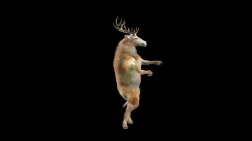 Funny Animated Deer Dancing Alpha Channel Loop