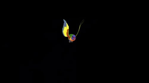 Realistic Animated Flying Lorikeet Bird Overlay