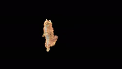 Cat Dancing 4K