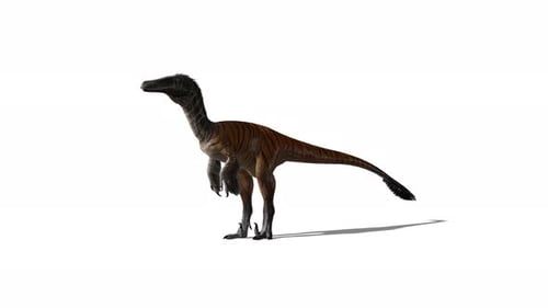 Animated Velociraptor Dinosaur Standing Idle on White Background