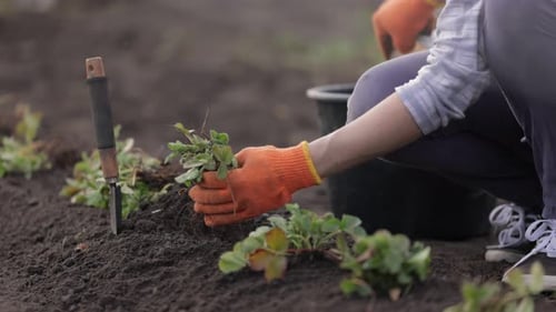 Gardener Planting Strawberries in House Field