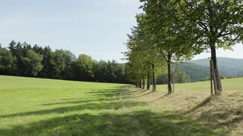 Row of Green Trees in a Grassy Meadow