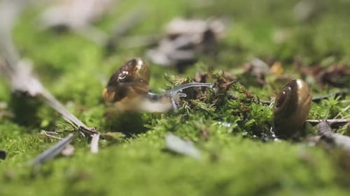 langsame Schnecke gleitet über eine moosige grüne Oberfläche mit Hintergrundbeleuchtung