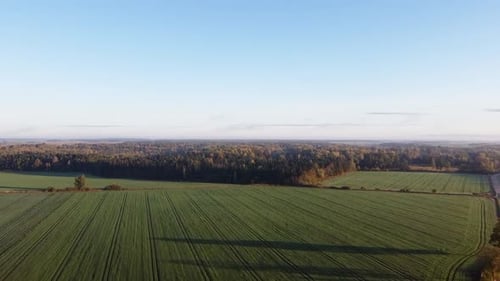 Drone flying over green farmland towards beautiful yellow and golden color autumn forest