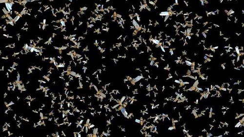 Realistic Flying Bee Swarm Alpha Channel Overlay