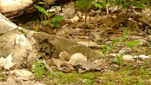 A black throated blue warbler bird jumping on the ground searching for food.