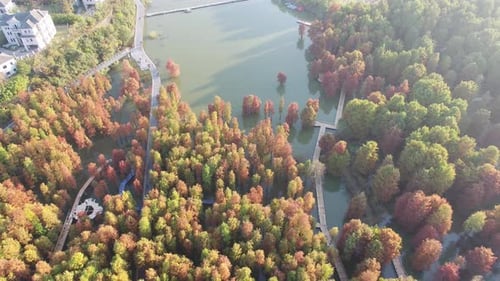 Autumn forest