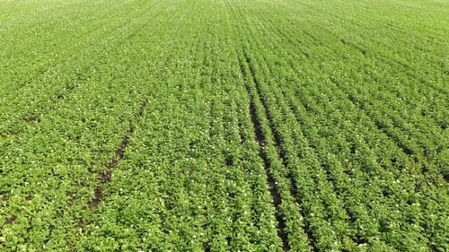 Flyover Potato Field in Springtime.