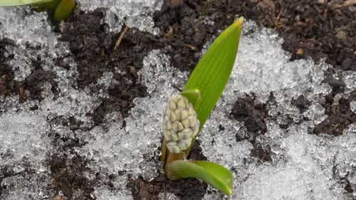 Timelapse Season Spring