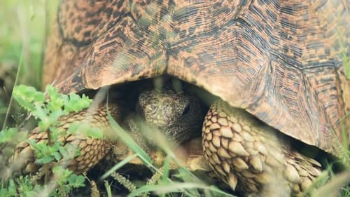 Leopard Tortoise Resting On The Green Grass In El Karama Lodge, Kenya. - closeup shot