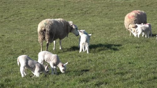 Moutons avec leurs agneaux nouveau-nés pendant la saison de l'agnelage