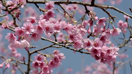 Delicate Pink Cherry Blossoms Blooming in Springtime