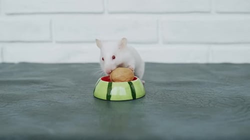 White Mouse Eating a Walnut from a Bowl