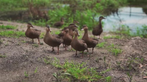 Eine Herde Enten auf der Suche nach Nahrung.