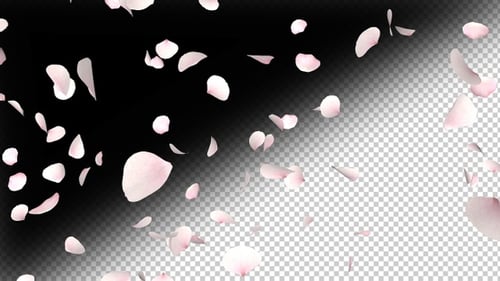 Cherry Blossom 01 4k