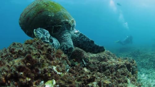 A hungry endangered Hawksbill Turtle eating coral and sea sponges on a reef