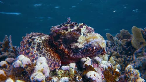 Scorpion Fish Resting on Coral Reef, Underwater
