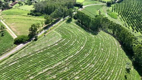 Lush Green Fields and Agricultural Landscape, Aerial View
