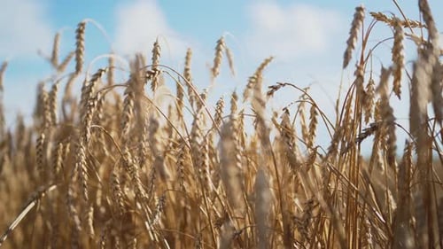 Golden Wheat Swaying Gently in the Breeze