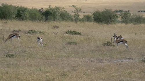Gazelles Grazing in African Savanna Landscape