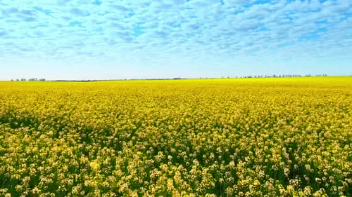 Aerial Drone Footage of Field of Yellow Rape Against the Blue Sky