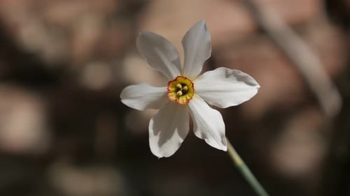 Blooming of spring daffodil plant close-up 4K 2160p 30fps UltraHD footage - Details of Narcissus