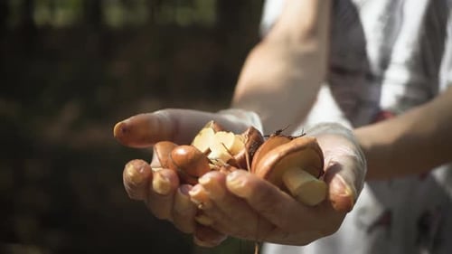 Close-up of Fresh Mushrooms Held in Hands