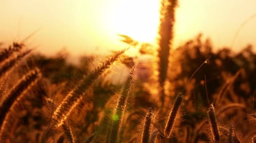 Golden Grasses Swaying in Sunset Light